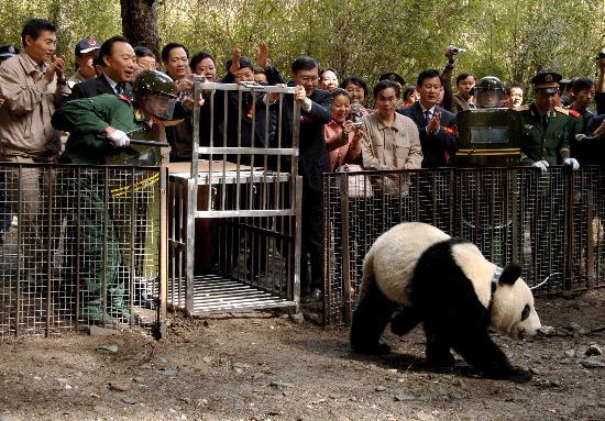 动物园的动物能意识到自己被人类圈养了吗「大熊猫被娃遛30分钟视频」 手游攻略